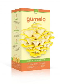 GUMELO Kit Champignons Pleurotes Bio (Citrus Jaunes)