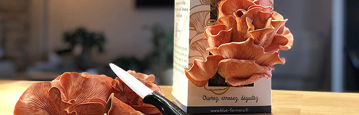 Culture de Champignons Kit Pleurotes Étoilés Pleurotes Roses Blue Farmers