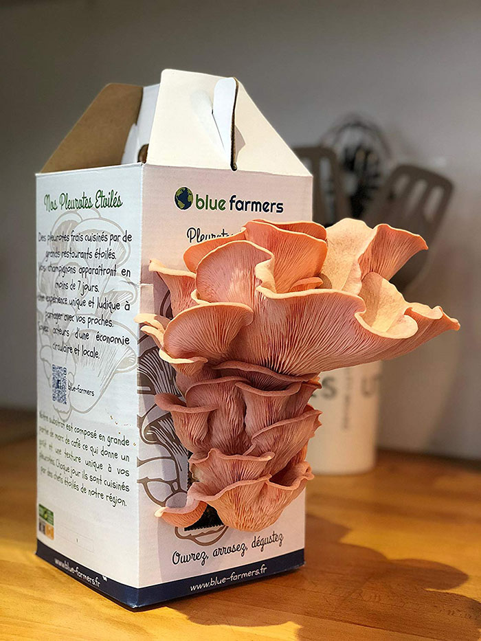 Culture de Champignons Kit Pleurotes Étoilés Pleurotes Roses
