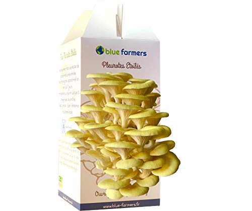 Culture de Champignons Kit Pleurotes Étoilés