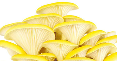 GUMELO Kit Champignons Pleurotes Bio (Citrus Jaunes) - Haut de Gamme