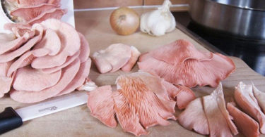 Kit à pousser - Champignons Pleurotes BIO - GUMELO (Djamor Roses)