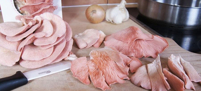 Kit à pousser - Champignons Pleurotes BIO - GUMELO (Djamor Roses)