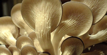 Kit culture de champignons Pleurotes gris Bio - GUMELO (Gris) - Haut de gamme - Champignons frais