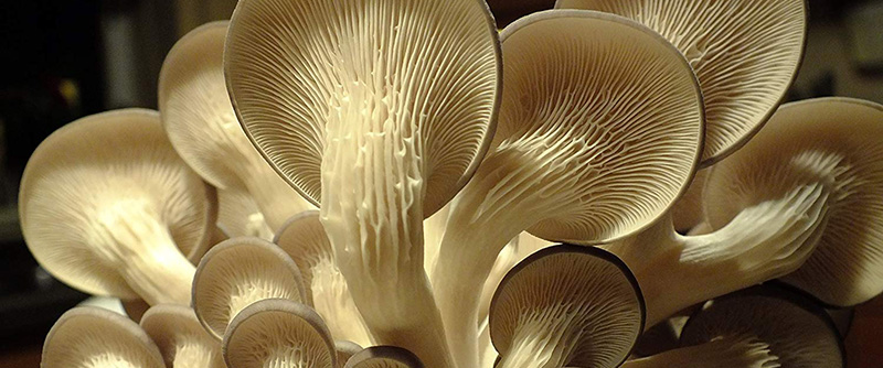Kit culture de champignons Pleurotes gris Bio - GUMELO (Gris) - Haut de gamme - Champignons frais