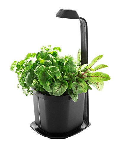 Tregren Genie noir 3 plantes, mini Jardinière et Potager d'intérieur