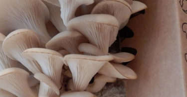 KIT AUTO-CULTURE DE CHAMPIGNONS HUITRE SUR DES MARCS DE CAFÉ RECYCLÉS DE RESETEA