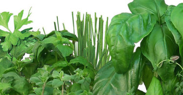 Miracle-Gro AeroGarden Fresh Tea Seed Pod Kit