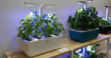 Lot de 50 éponges de croissance pour Aerogarden - Compatibles avec les  semences - Recharges de racines - Pour système de culture hydroponique en  intérieur : : Terrasse et Jardin