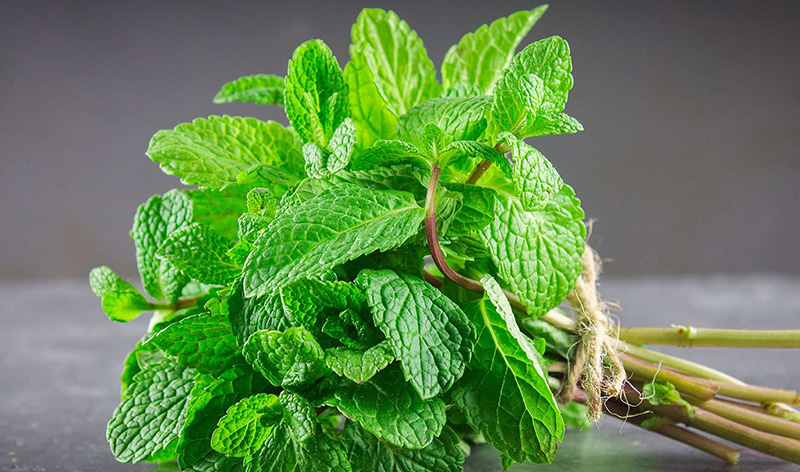aromates détox la menthe aromate aux multiples vertus