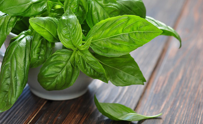 aromates détox le basilic incontournable aliment détox