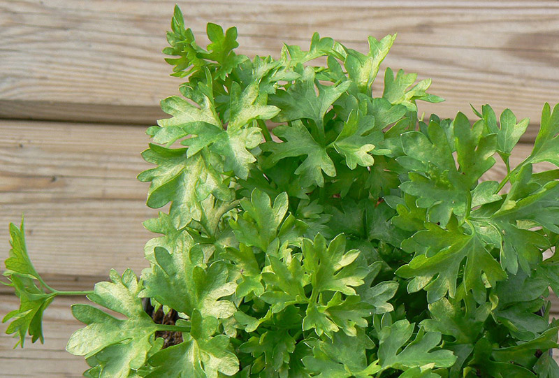 aromates détox le persil un aromate pour tous les usages