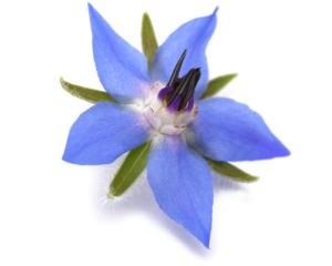 Les fleurs comestibles - La bourrache