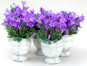 Les fleurs comestibles - La campanule