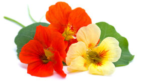 Les fleurs comestibles - La capucine