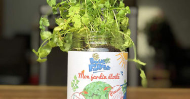 Blue Farmers Herbes aromatiques Cultivez votre Basilic à la Maison