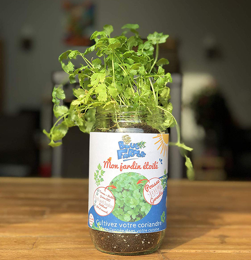 Blue Farmers Herbes aromatiques Cultivez votre Basilic à la Maison