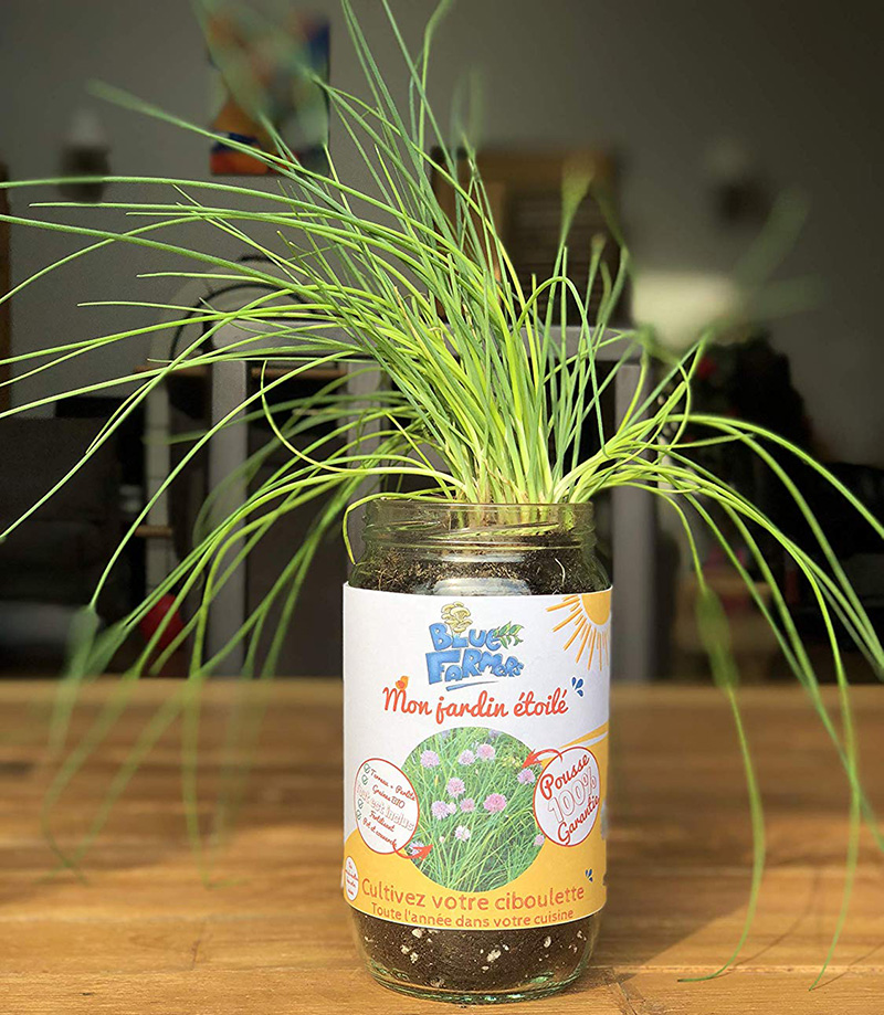 Blue Farmers Herbes aromatiques Cultivez votre Ciboulette à la Maison