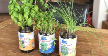 Blue Farmers - Herbes aromatiques - Cultivez votre Coriandre Ciboulette et Basilic à la Maison