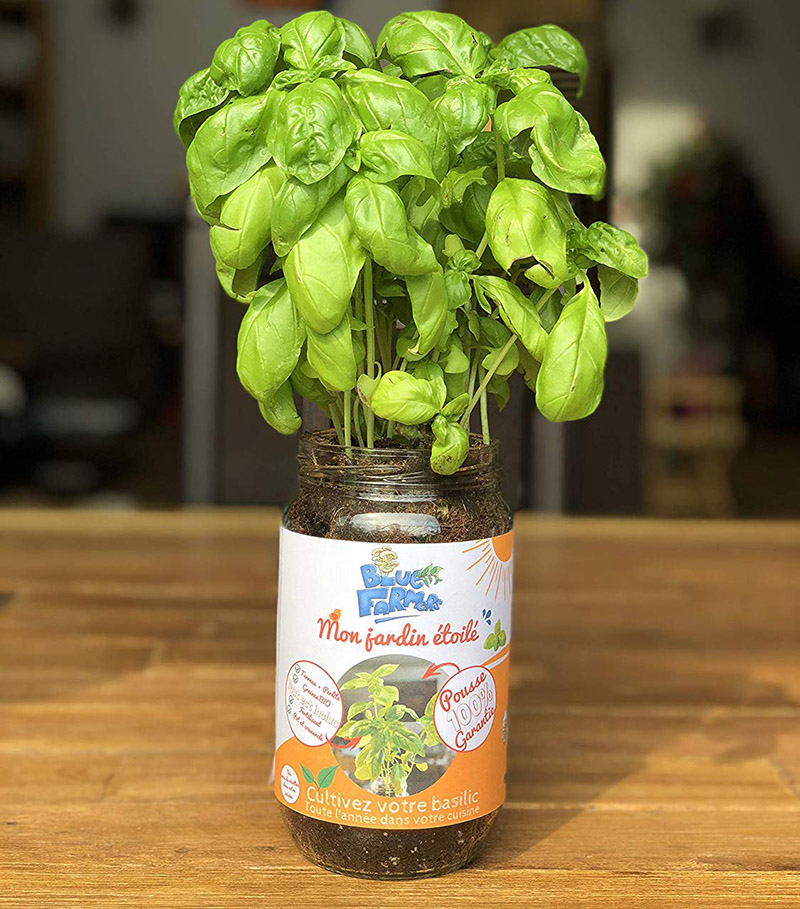 Blue Farmers Herbes aromatiques Cultivez votre Coriandre à la Maison
