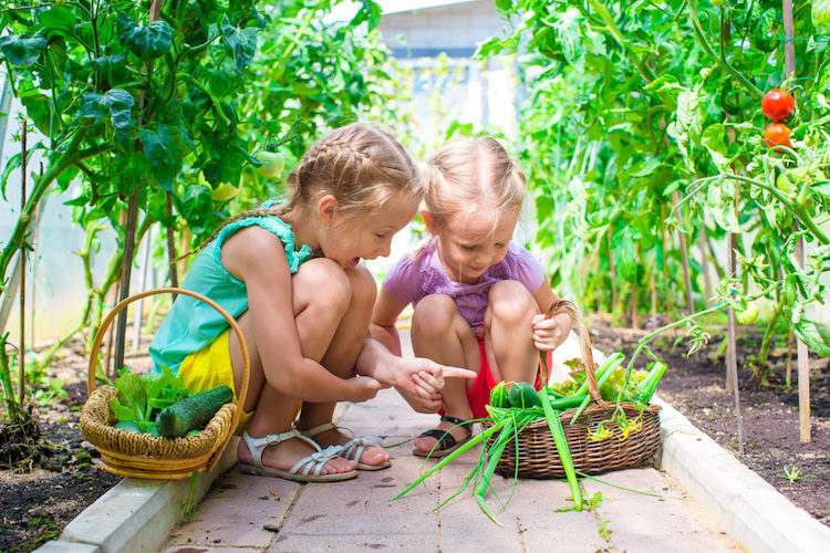 Manger vert et manger bio, c’est bon pour votre santé et celle de vos enfants