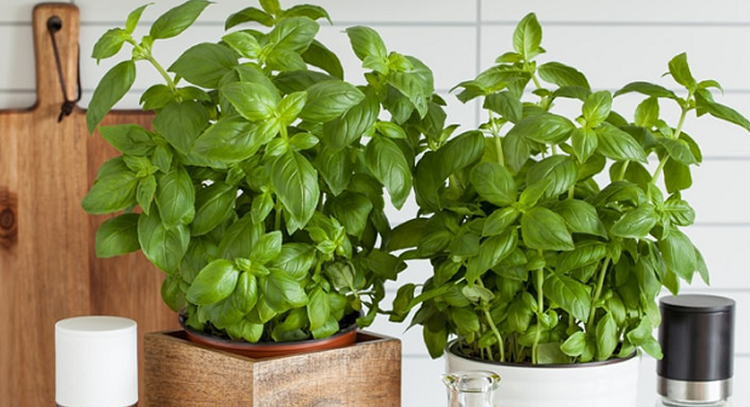 Comment mettre en valeur son potager intérieur chez soi