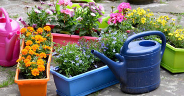 Quelle plante ou fleur dans sa jardinière en février ?