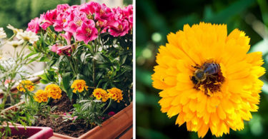 Quelle plante ou fleur dans sa jardinière en juin ?