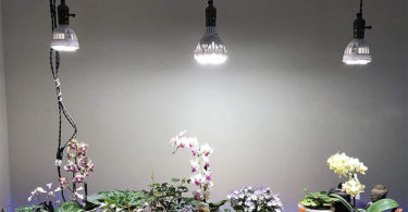 Comparatif des Meilleures Ampoules à LED Horticole