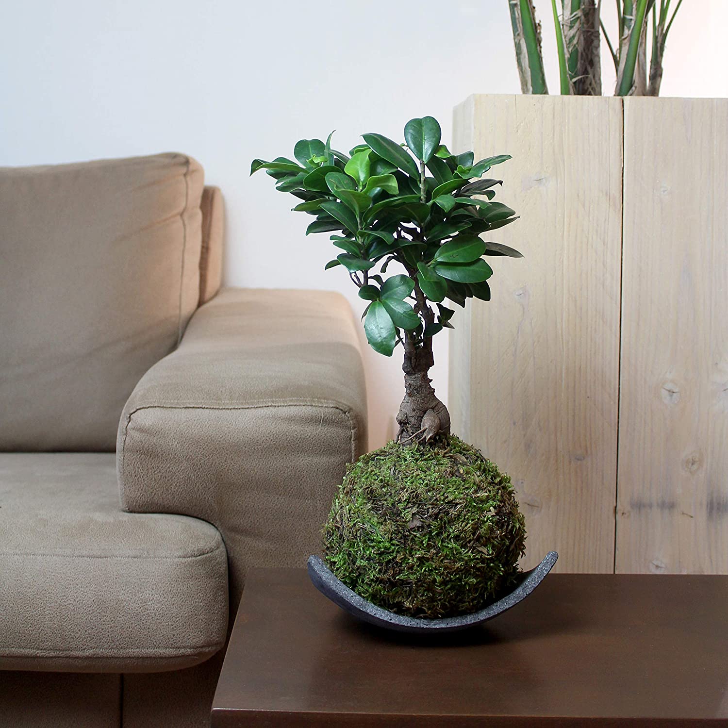 X Ficus kokedama sur assiette et lentilles d'eau main image 0